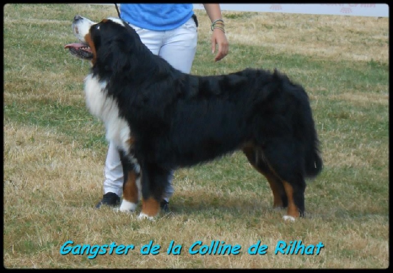 Gangster De la colline de rilhat