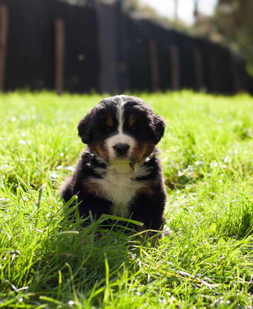 De La Patte De L'émeraude - Chiot disponible  - Bouvier Bernois