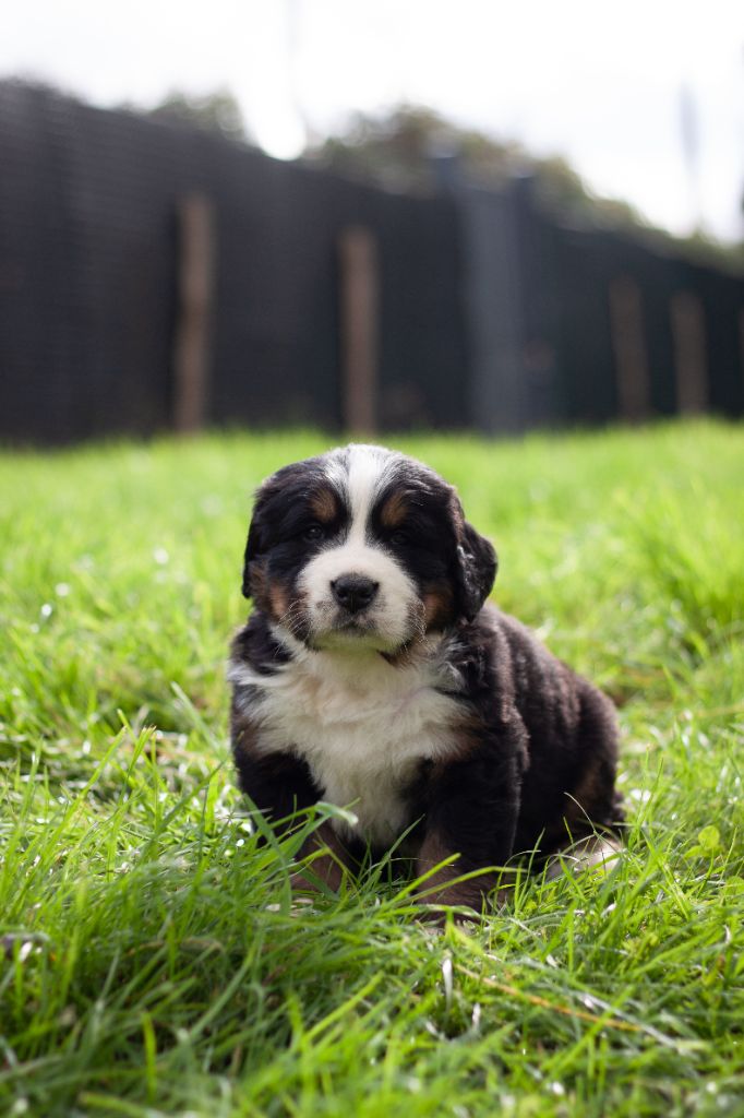 De La Patte De L'émeraude - Chiot disponible  - Bouvier Bernois