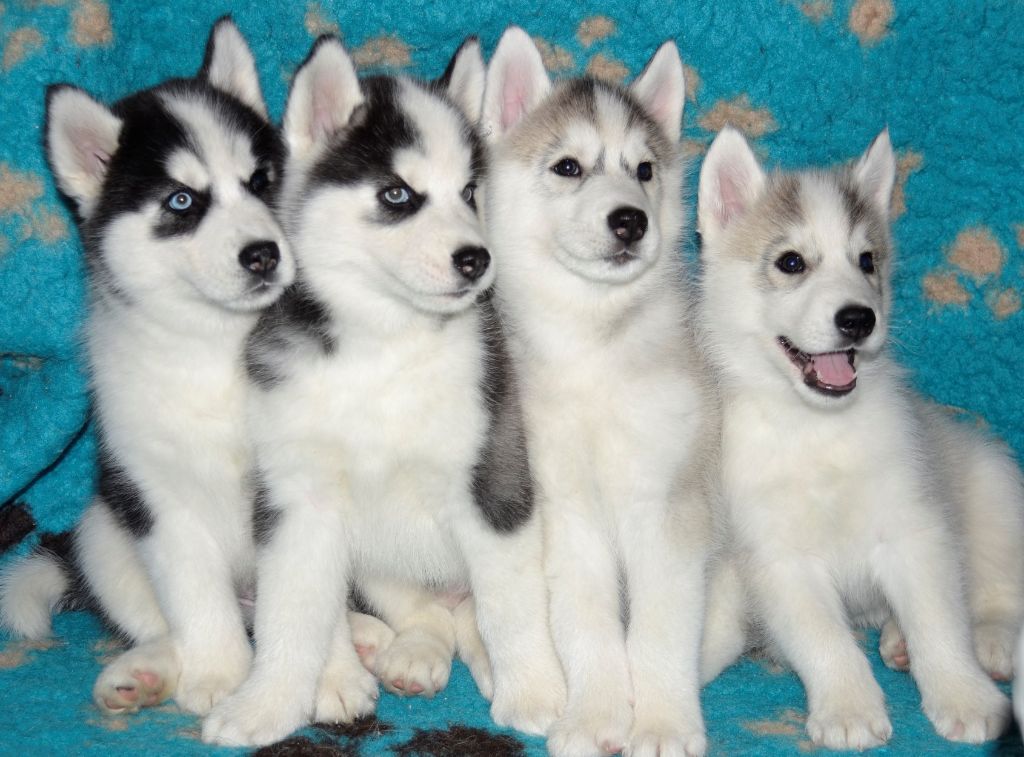 Husky
