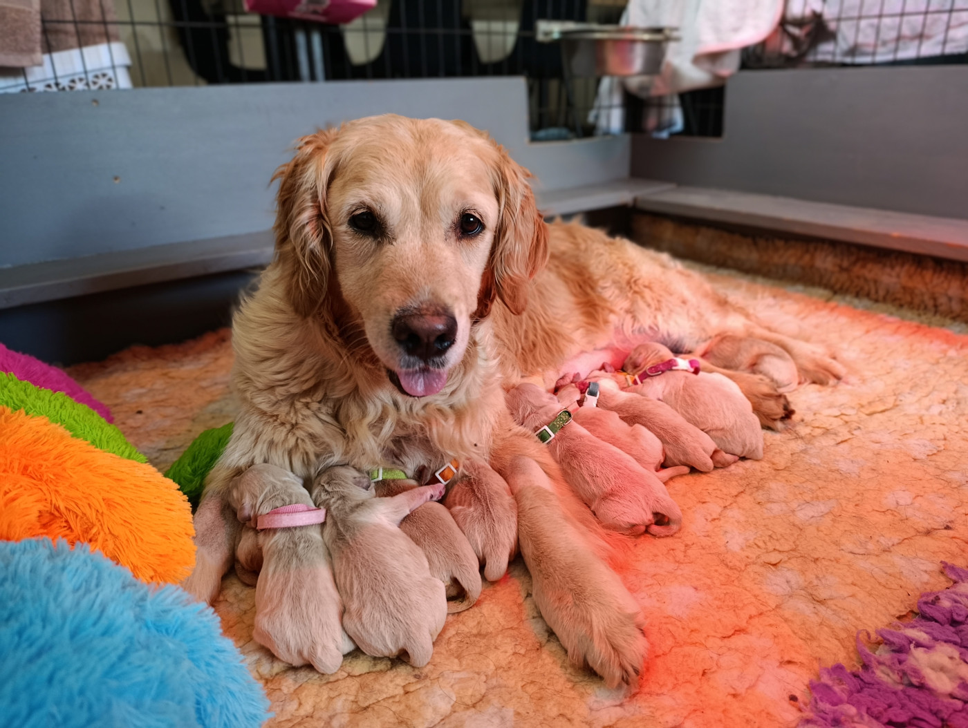 Chiot Golden Retriever De La Patte De L'émeraude
