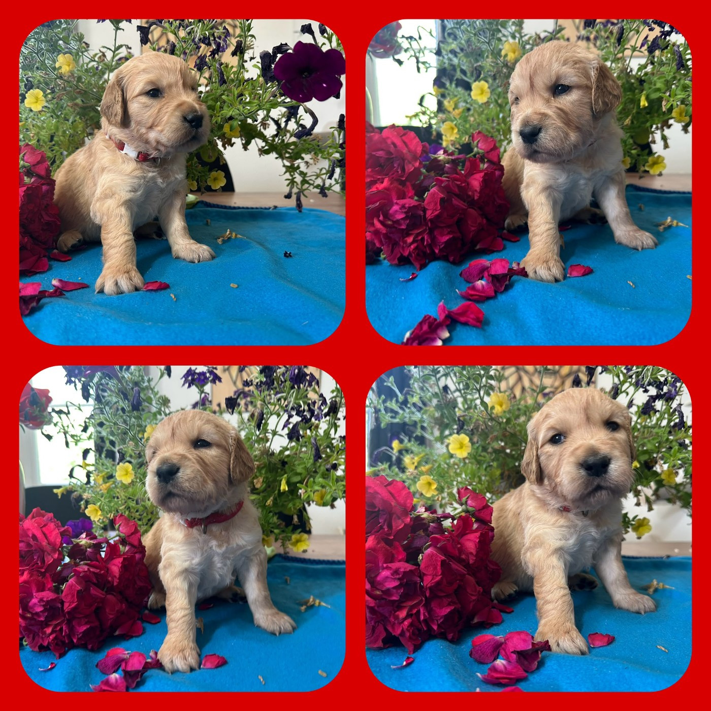 De La Patte De L'émeraude - Chiots disponibles - Golden Retriever