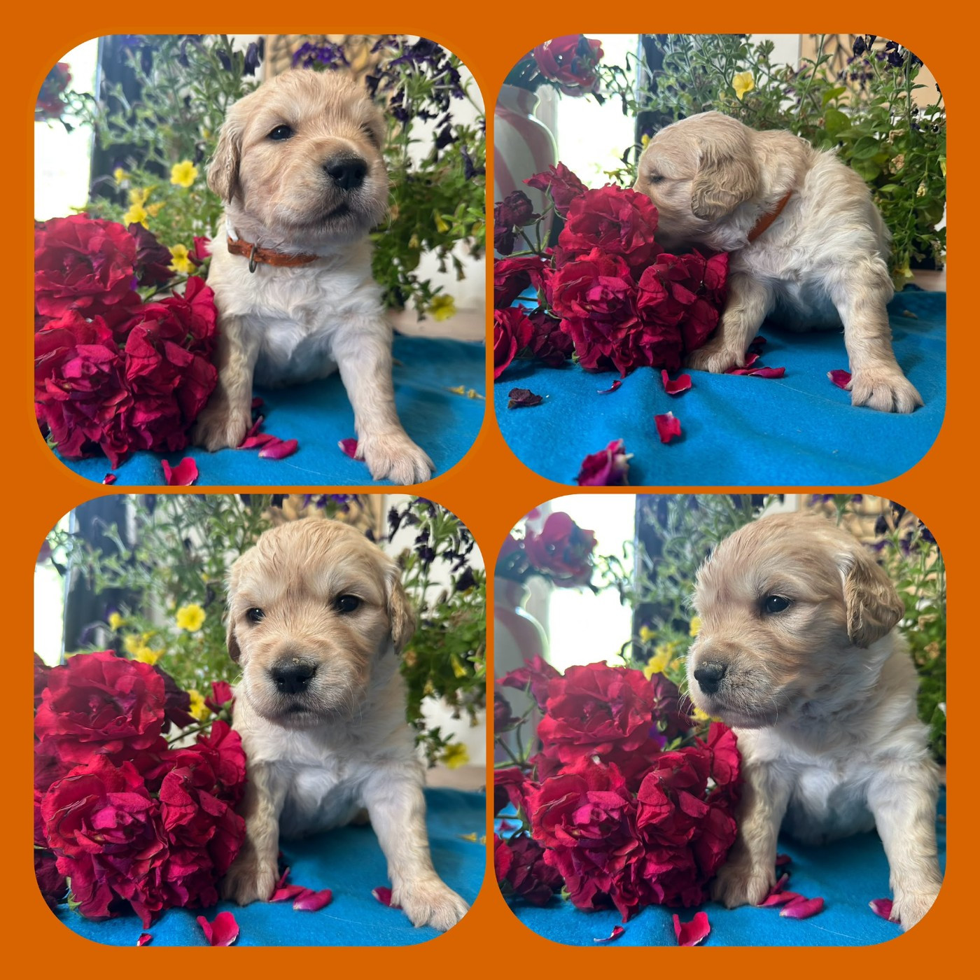 De La Patte De L'émeraude - Chiots disponibles - Golden Retriever