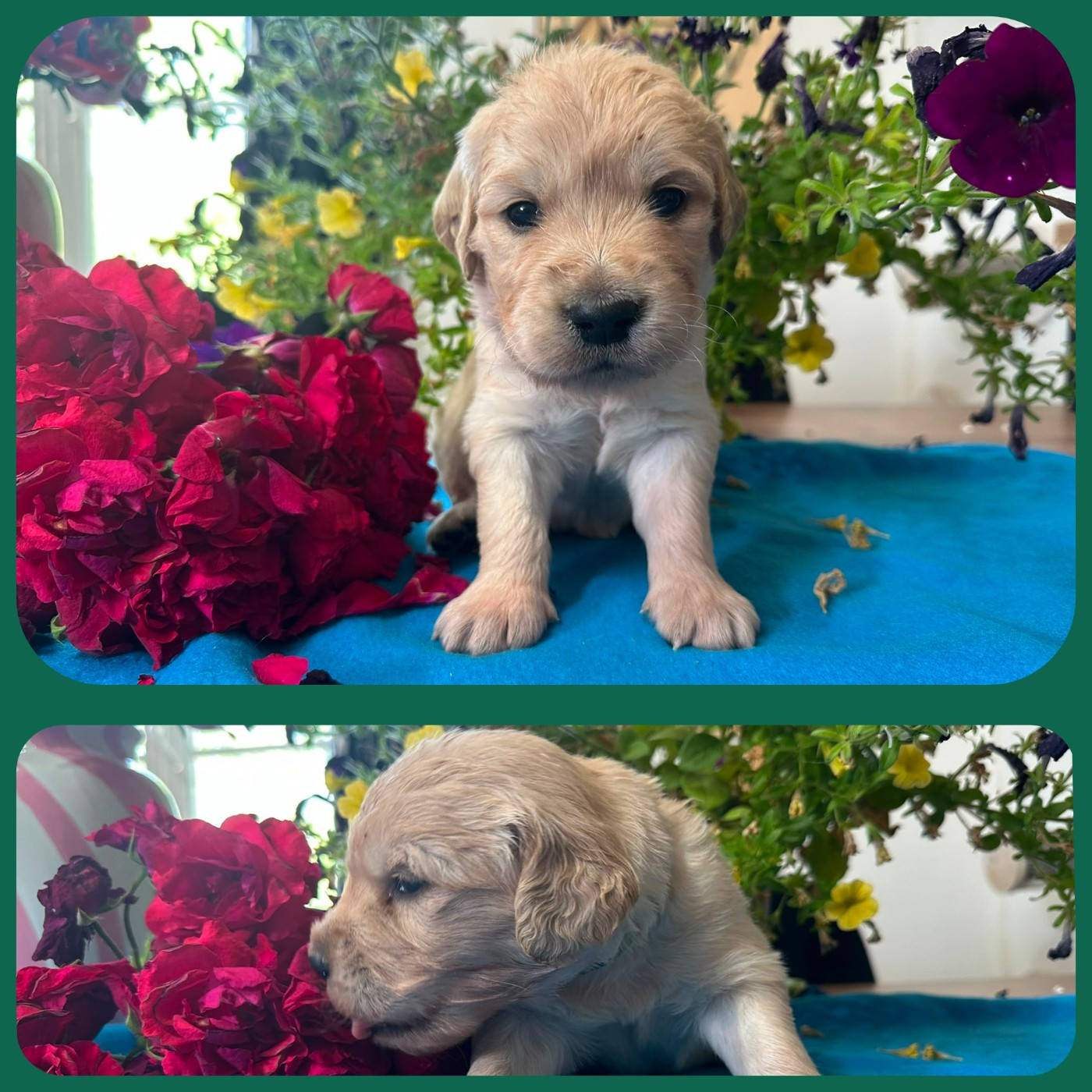 De La Patte De L'émeraude - Chiots disponibles - Golden Retriever