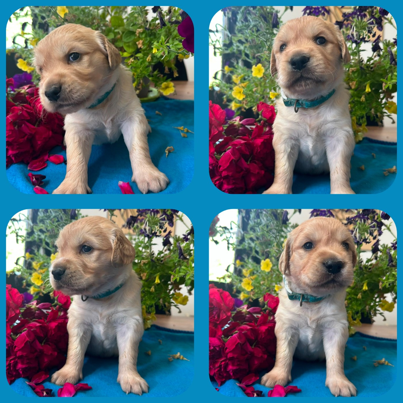 De La Patte De L'émeraude - Chiots disponibles - Golden Retriever