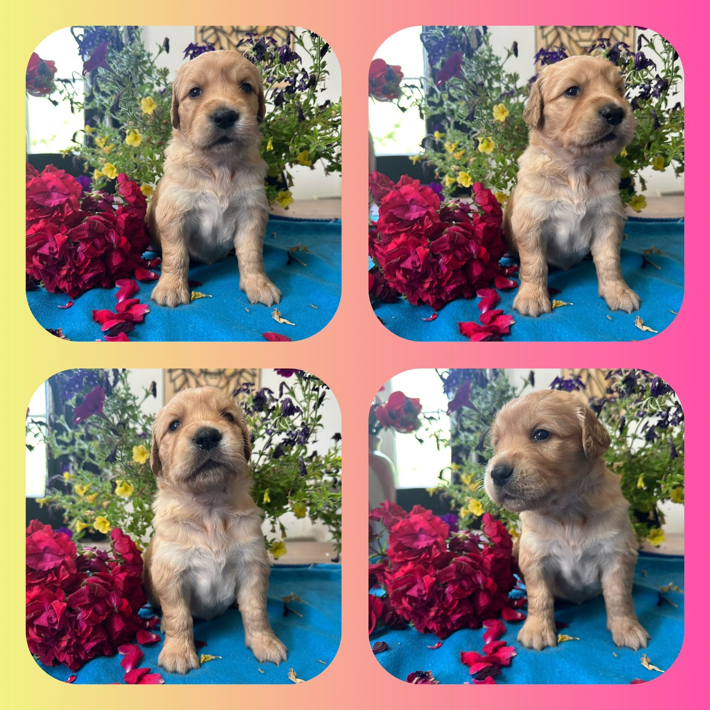 De La Patte De L'émeraude - Chiots disponibles - Golden Retriever