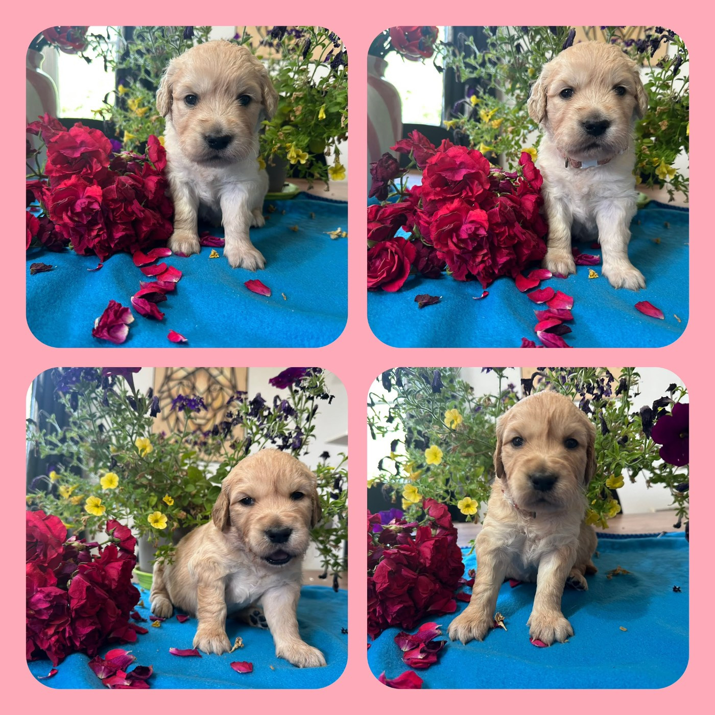 De La Patte De L'émeraude - Chiots disponibles - Golden Retriever
