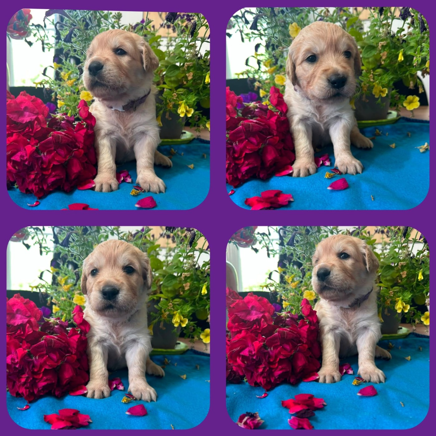 De La Patte De L'émeraude - Chiots disponibles - Golden Retriever