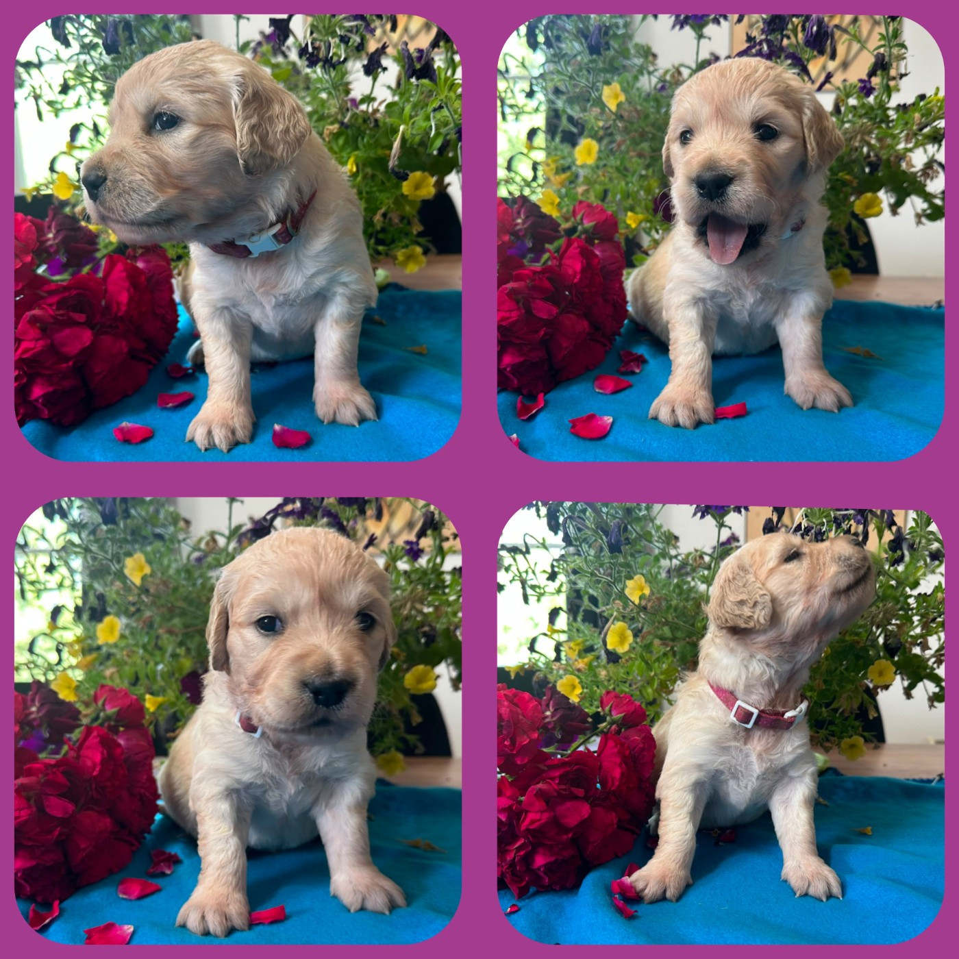 De La Patte De L'émeraude - Chiots disponibles - Golden Retriever