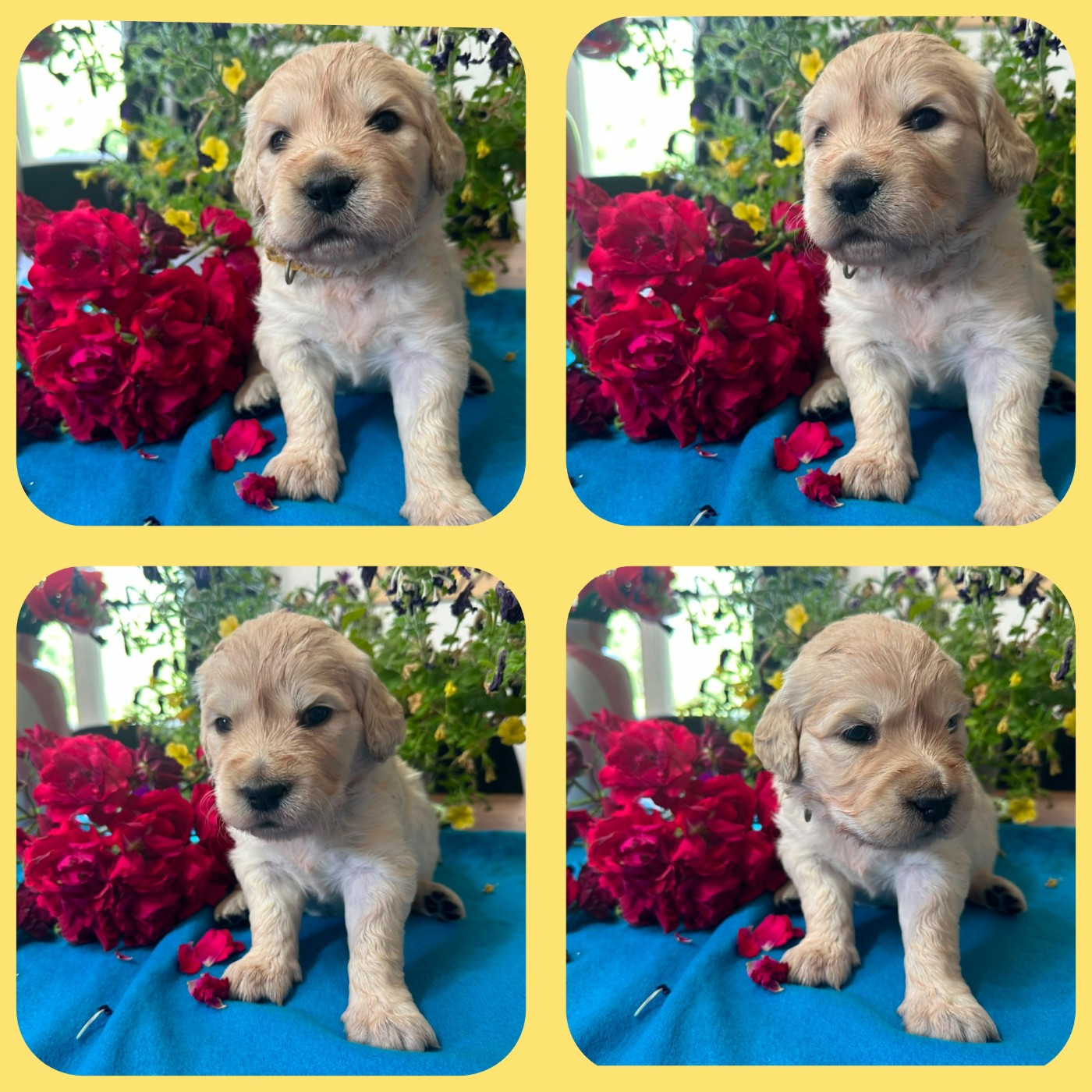 De La Patte De L'émeraude - Chiots disponibles - Golden Retriever