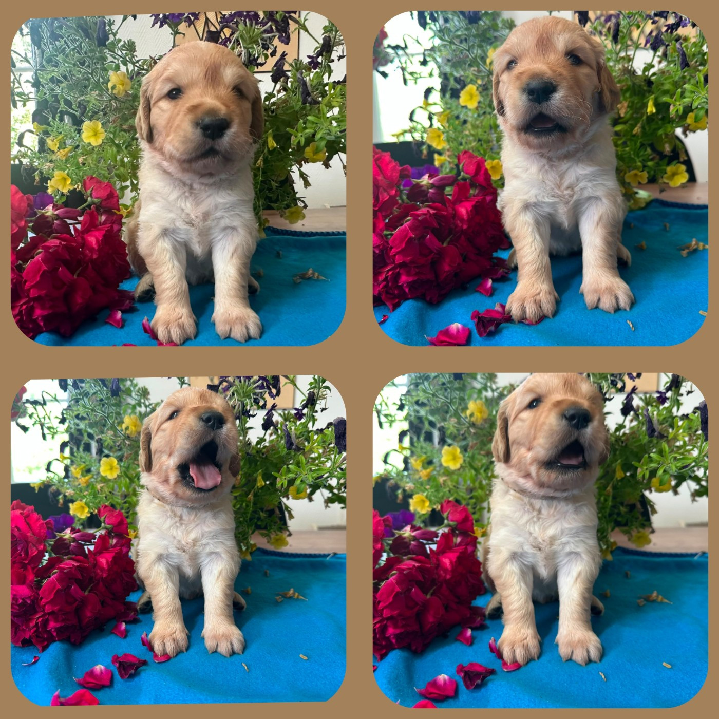 De La Patte De L'émeraude - Chiots disponibles - Golden Retriever