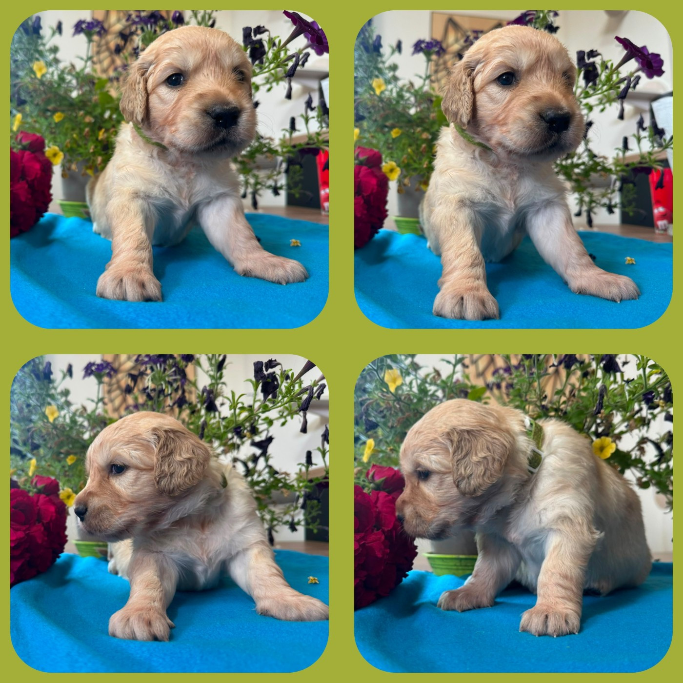 De La Patte De L'émeraude - Chiots disponibles - Golden Retriever