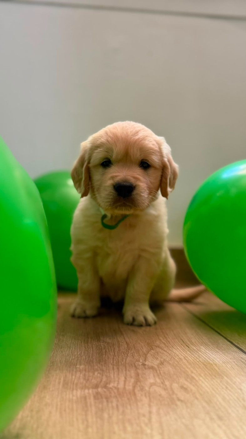 De La Patte De L'émeraude - Chiots disponibles - Golden Retriever
