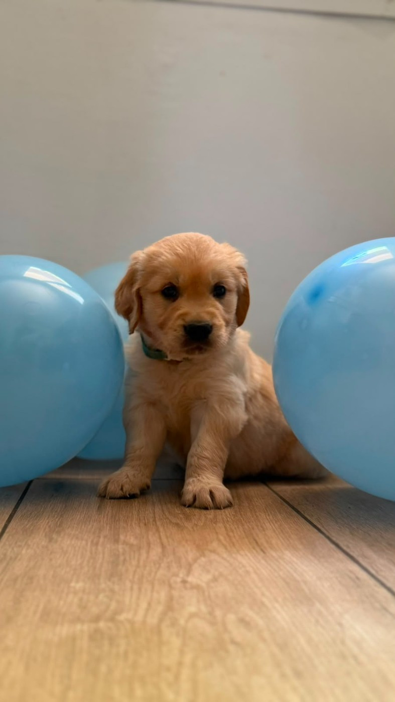 De La Patte De L'émeraude - Chiots disponibles - Golden Retriever