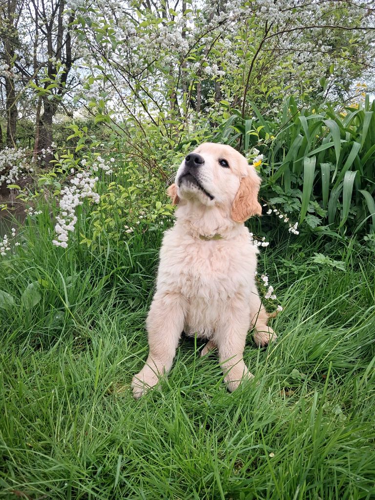 De La Patte De L'émeraude - Chiots disponibles - Golden Retriever
