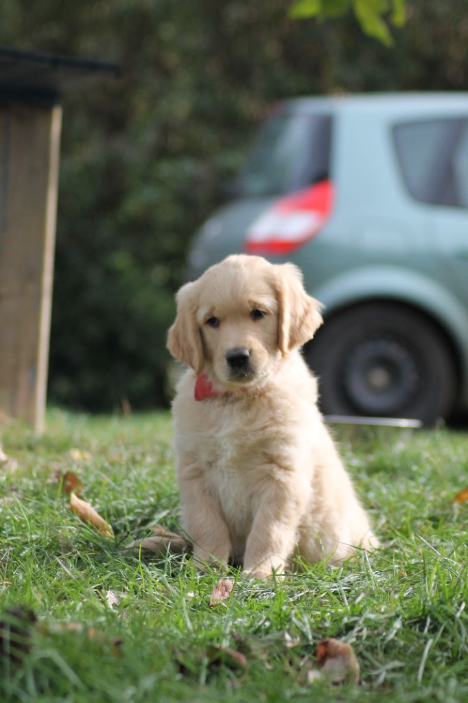 De La Patte De L'émeraude - Chiots disponibles - Golden Retriever