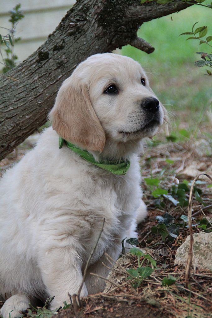 De La Patte De L'émeraude - Chiots disponibles - Golden Retriever