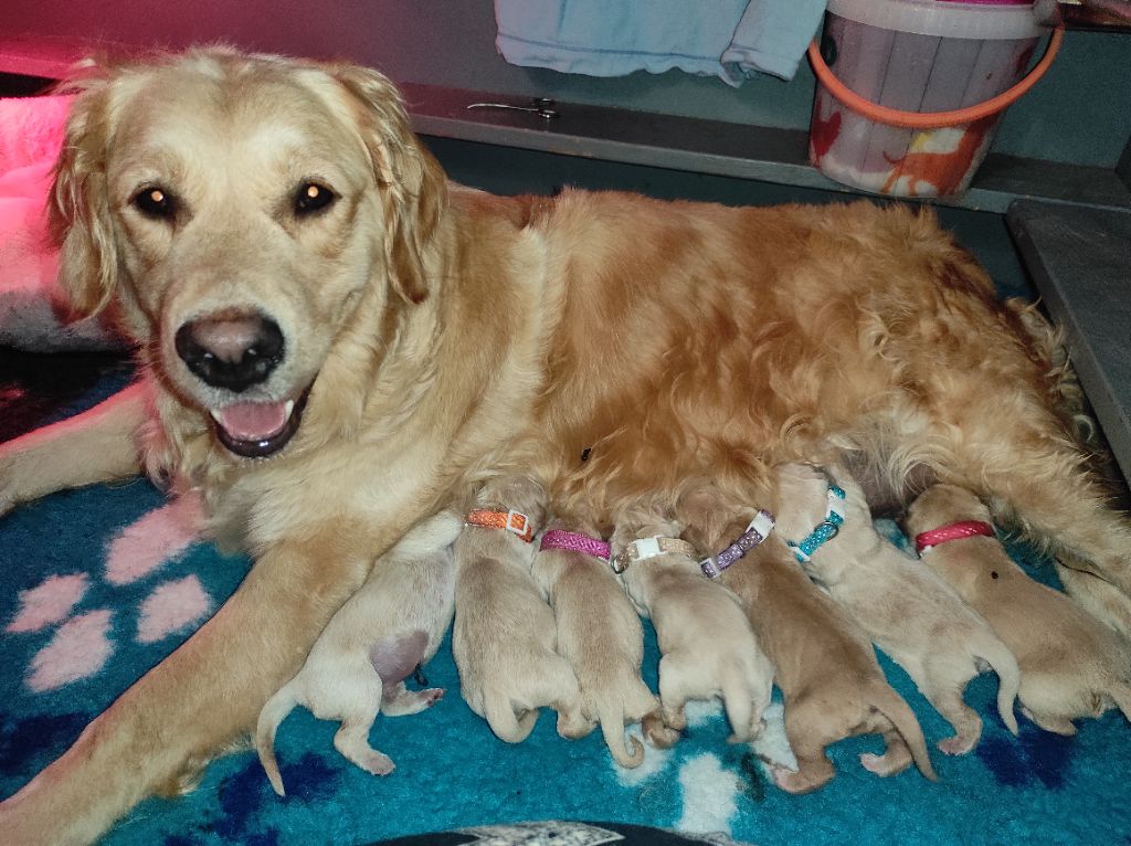 Chiot Golden Retriever De La Patte De L'émeraude