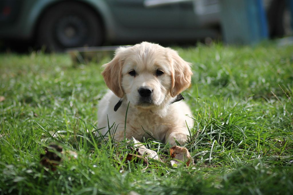 De La Patte De L'émeraude - Chiots disponibles - Golden Retriever